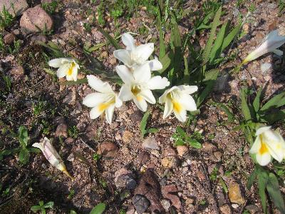 Freesia