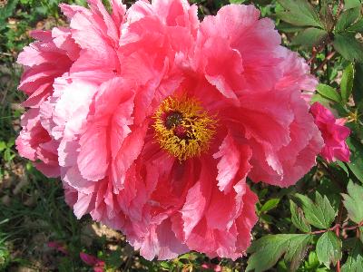 Paeonia lactiflora