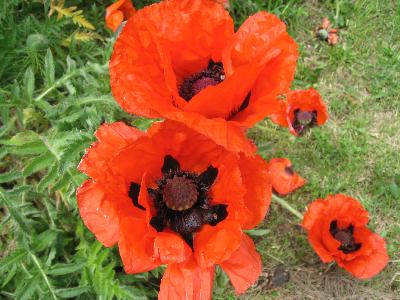 Papaver orientale