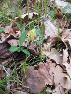 Carex  praecox