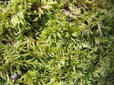 Thuidium tamariscinum