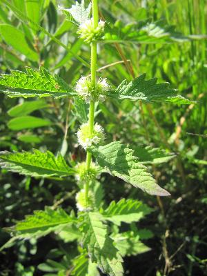 Lycopus europaeus