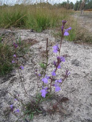 Lobelia urens