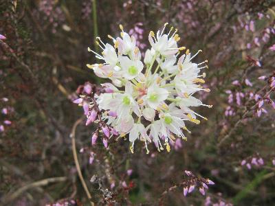 Allium ericetorum