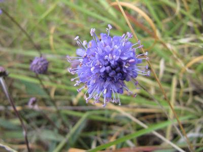 Succisa pratensis