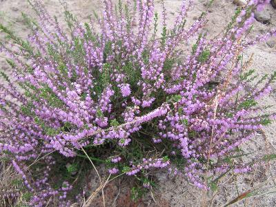 Calluna vulgaris