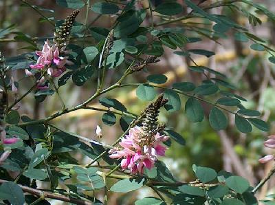 Indigofera frutescens
