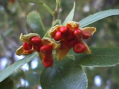 Kiggelaria africana