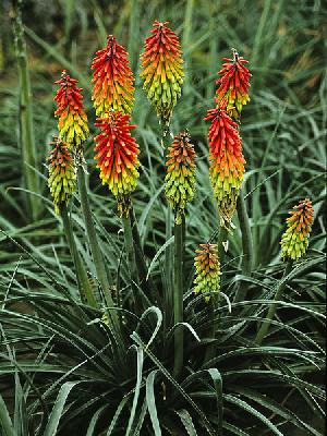 Kniphofia hirsuta