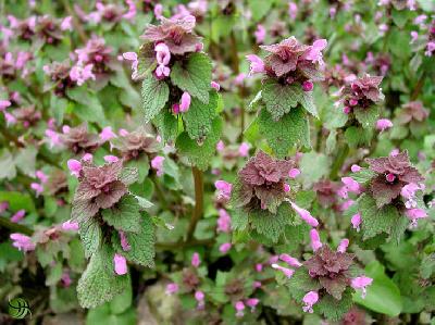 Lamium purpureum