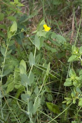 Lathyrus aphaca