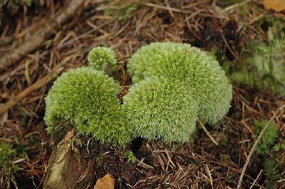 Leucobryum glaucum