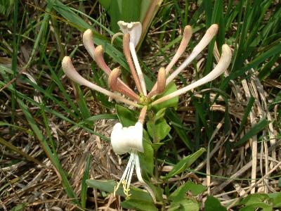 Lonicera periclymenum