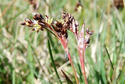 Luzula campestris
