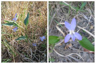 Viola lactea
