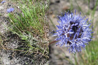 Jasione montana