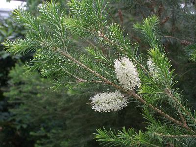 Melaleuca graminea