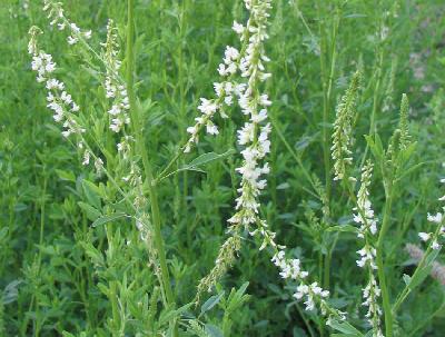 Melilotus albus