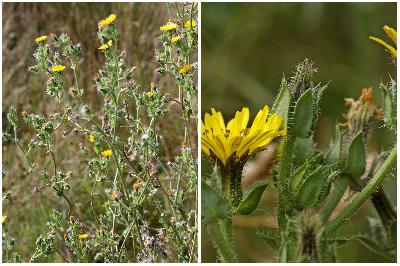 Picris echioides