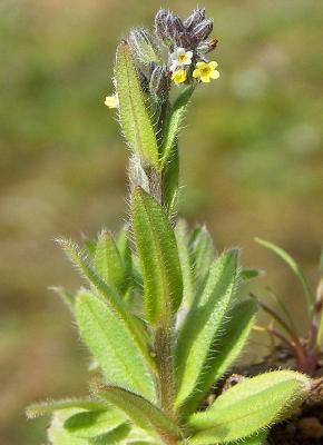 Myosotis versicolor