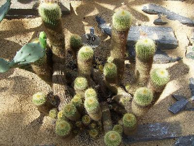 Notocactus leninghausii