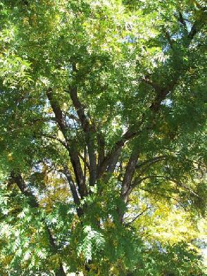 Juglans hindsii