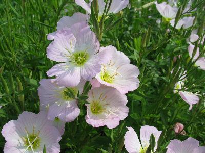 Oenothera speciosa
