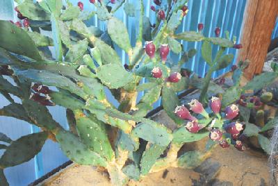 Opuntia ficus indica