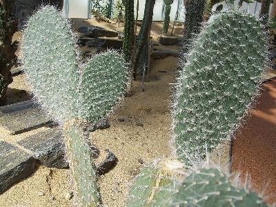Opuntia vulgaris