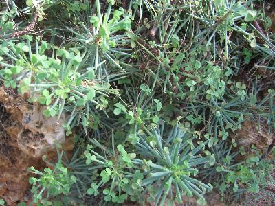 Oxalis herrerae