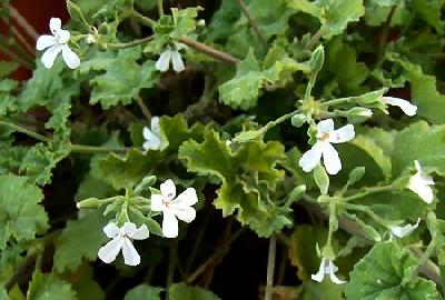 Pelargonium odoratissimum