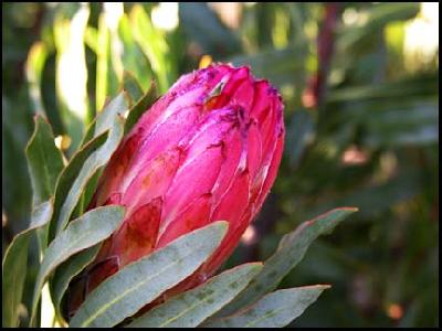 Protea burchelli