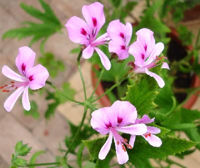 Pelargonium citronellum