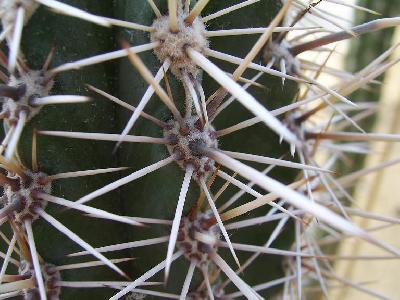 Pachycereus pringlei