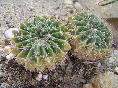 Parodia erinacea