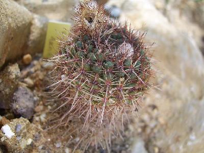 Parodia mammulosa