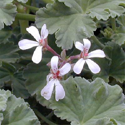 Pelargonium fragans