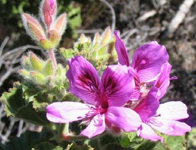 Pelargonium cucullatum subsp. strigifolium