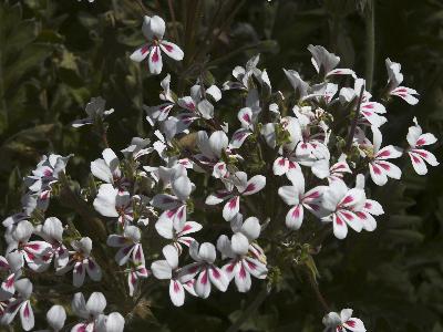 Pelargonium crithmifolium