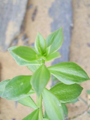 Pereskiopsis velutina