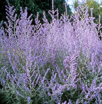 Perovskia atriplicifolia