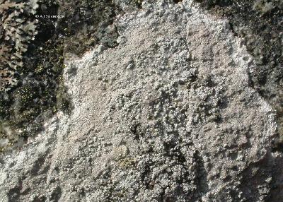 Pertusaria amara