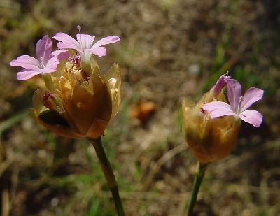 Petrorhagia prolifera