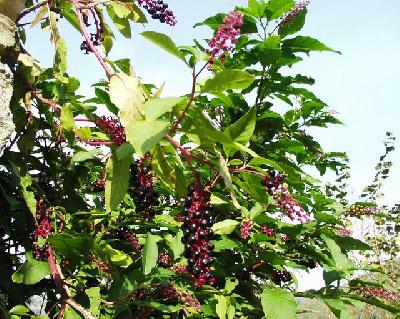 Phytolacca americana