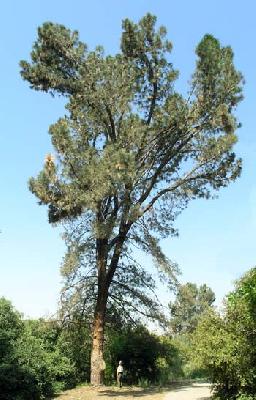 Pinus sabiniana
