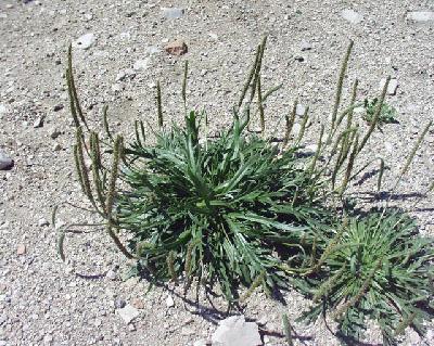 Plantago coronopus