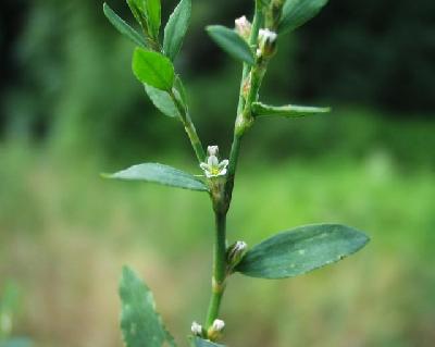 Polygonum aviculare
