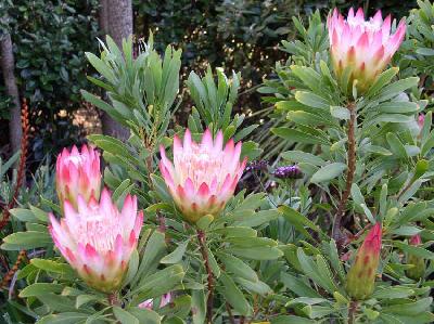 Protea repens