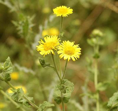Pulicaria dysenterica