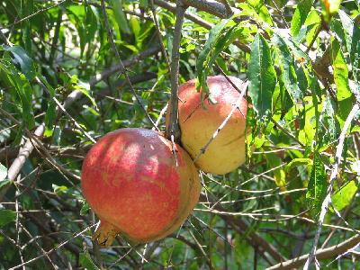 Punica granatum